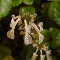 Plectranthus verticillatus (L.f.) Druce